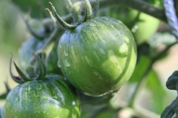 Tomate Bio Red Zebra