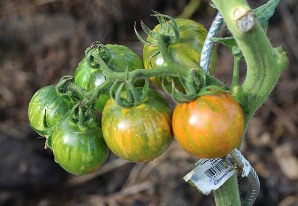 Tomate Bio Red Zebra