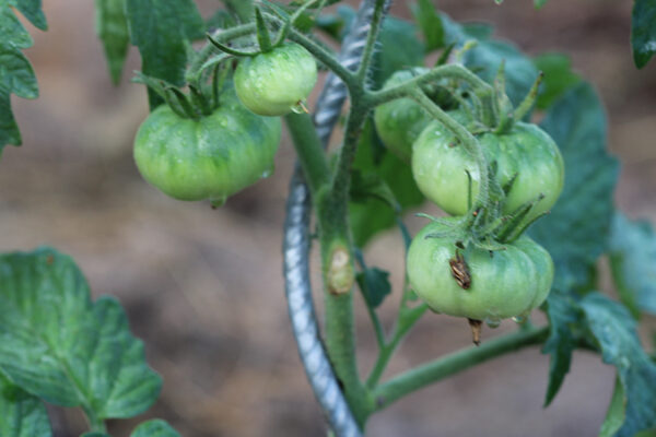 Tomate Marmande Bio