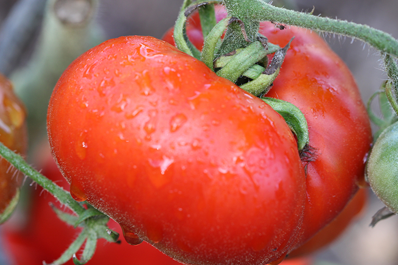 Tomate Marmande Bio