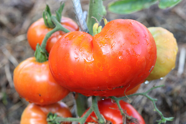 Tomate Marmande Bio