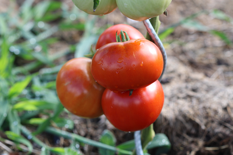 Tomate Montfavet Bio