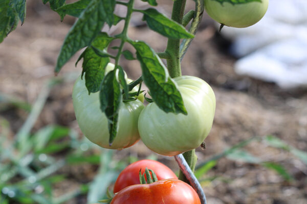 Tomate Montfavet Bio