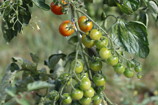 Tomate Bio Cerise rouge