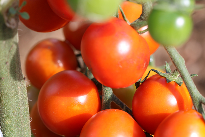 Tomate Bio Cerise rouge