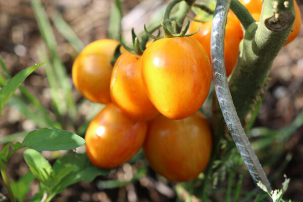 Tomate cerise Ananas Bio