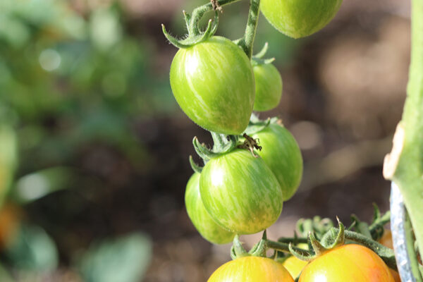 Tomate cerise Ananas Bio