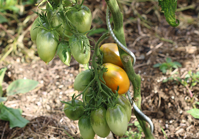 Graine Tomate Cerise Jaune - Relais Vert