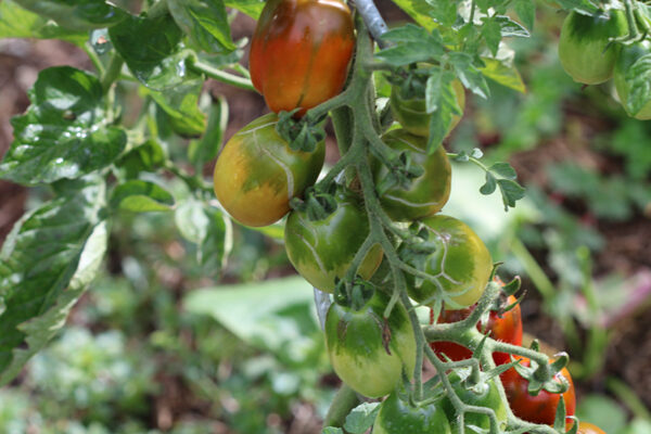 Tomate cerise Prune Noire Bio