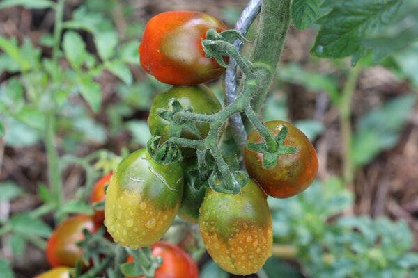 Tomate cerise Prune Noire Bio