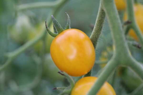 Tomate cerise grappe jaune Bio