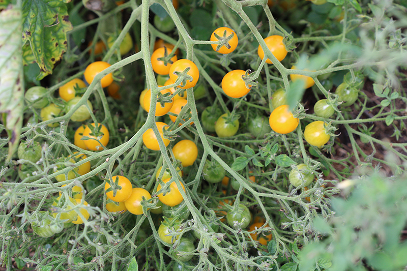 Tomate cerise jaune - Acheter des graines