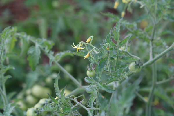 Tomate Bio Barbaniaka