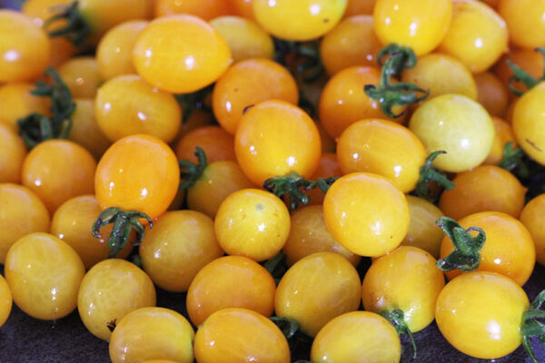 Tomate cerise grappe jaune Bio