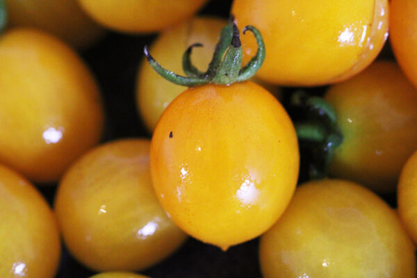 Tomate cerise grappe jaune Bio