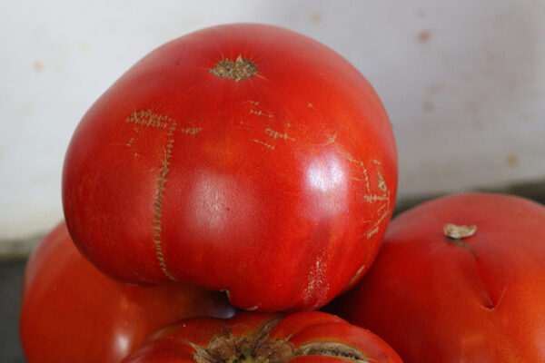 Tomate Rouge Russe Bio