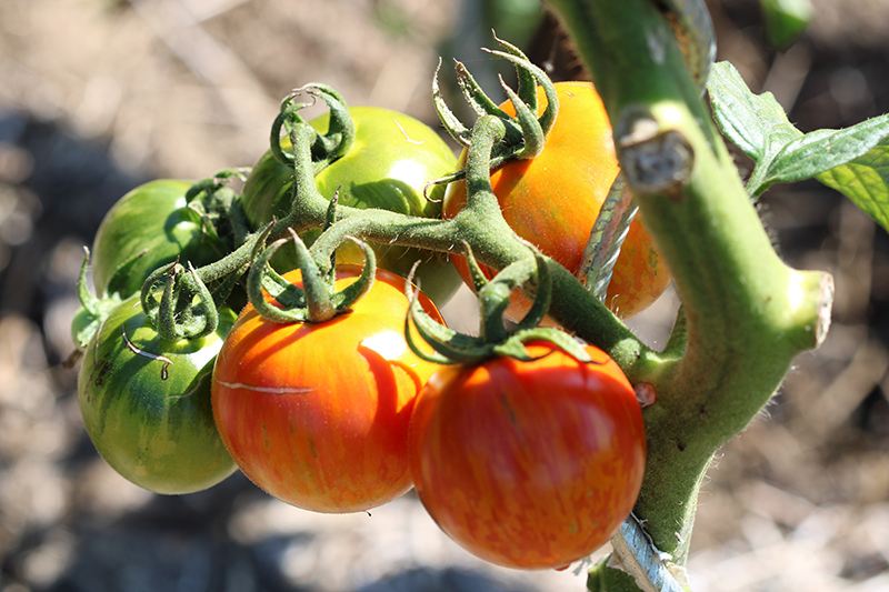 Tomate Bio Red Zebra