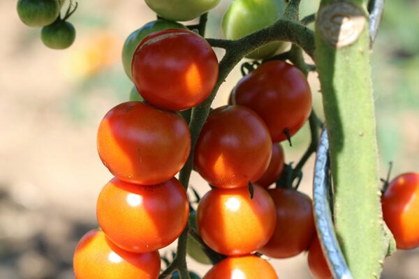 Tomate cerise Miel du Mexique Bio