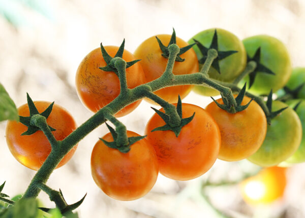 Tomate cerise orange Bio
