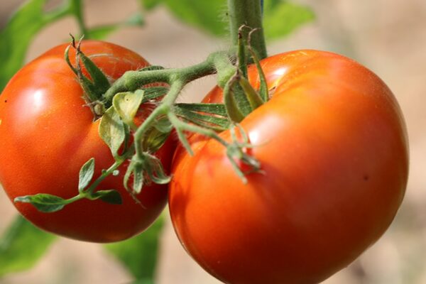 graines Tomate Bio Saint pierre