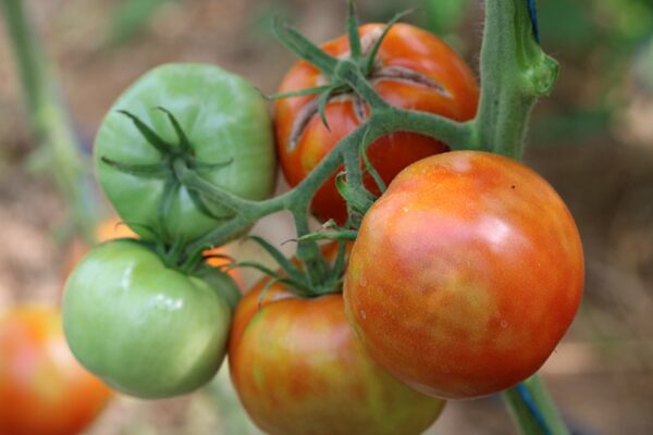 Tomate Royale des Guineaux Bio