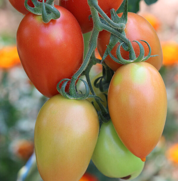 Tomate Prolifique de Faliolle Bio