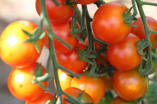 Tomate Bio Cerise rouge