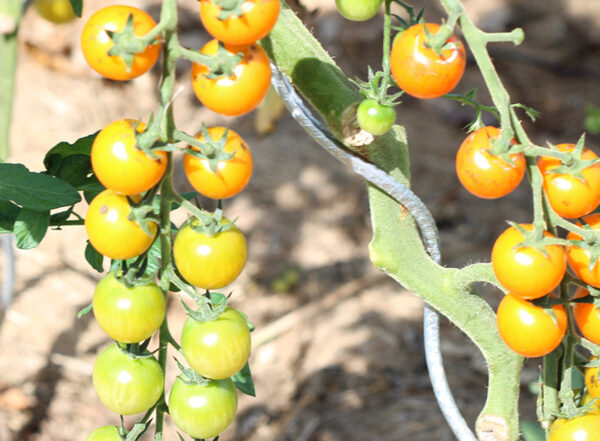 Tomate cerise orange Bio