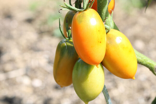 Tomate cerise jaune Banane Bio