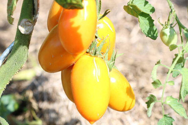 Tomate cerise jaune Banane Bio