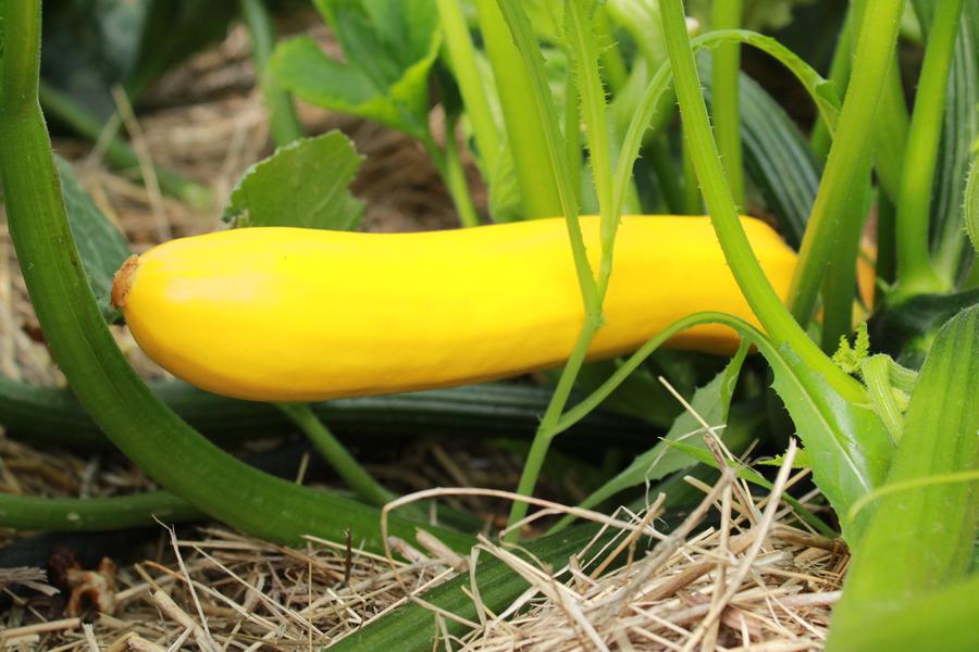 semences courgette gold rush jaune bio