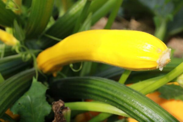 courgette gold rush jaune