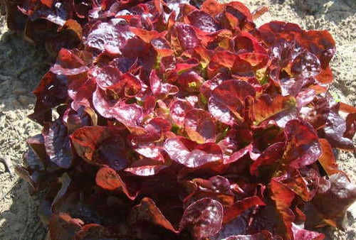 Laitue Feuille de Chêne rouge Bio