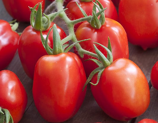 tomate-roma-bio