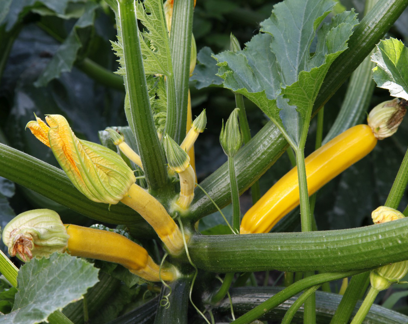 Semences Bio Courgette Gold rush Bio (précoce et productive) Atelier