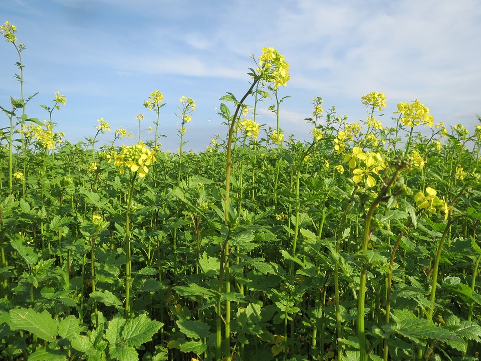 moutarde engrais vert