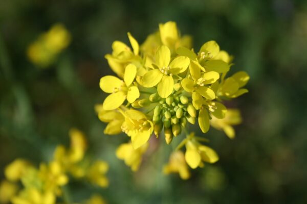 moutarde engrais vert