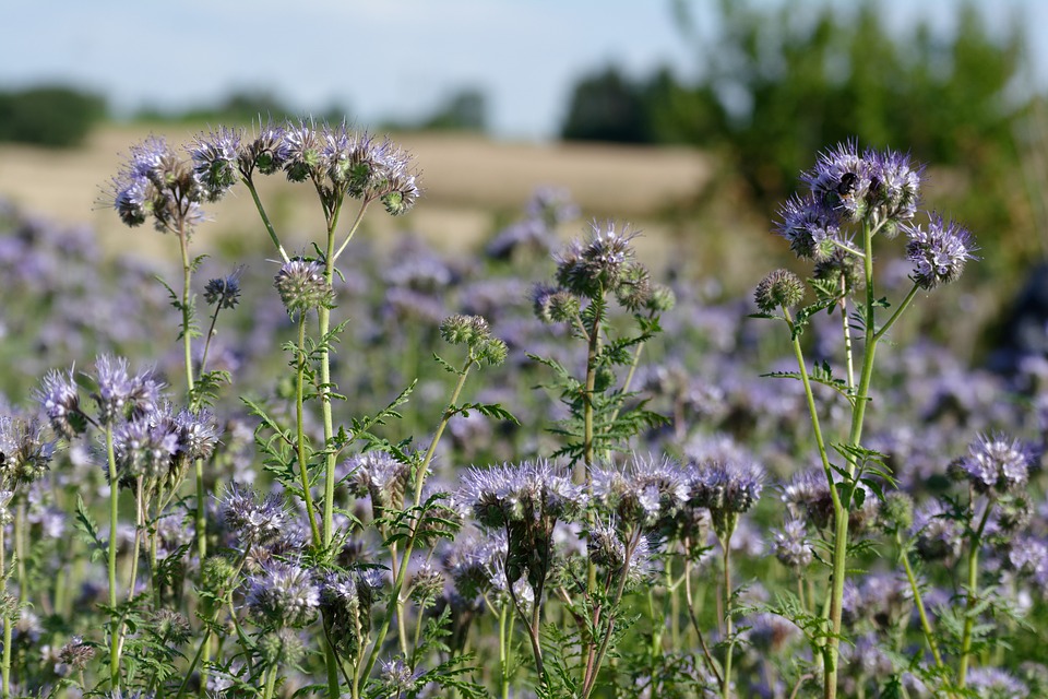 Phacélie, l'engrais vert. L' Atelier des Bons Plants. Plants et semis bio