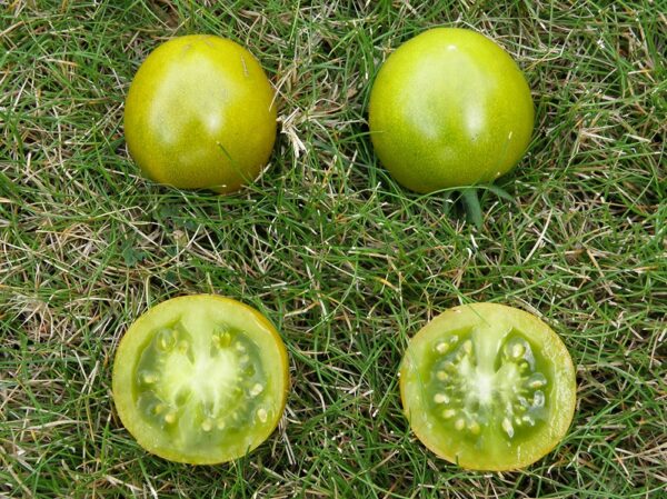 Tomate cerise Raisin Vert Bio