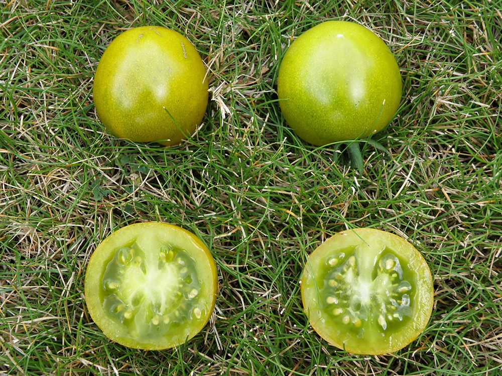 Tomates Raisins Tomate cerise raisin vert bio - Atelier des Bons Plants