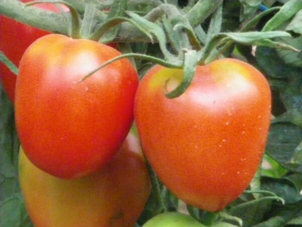 tomate-de-berao_bio