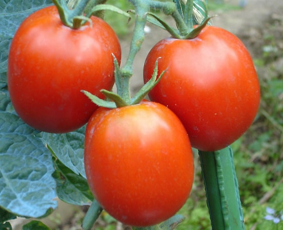 tomate-de-berao_bio