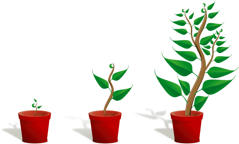 conseils-de-culture-plantes-et-semis-