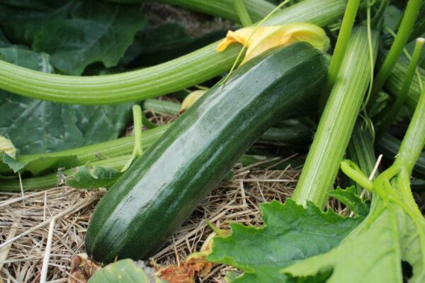 courgette verte de milan bio