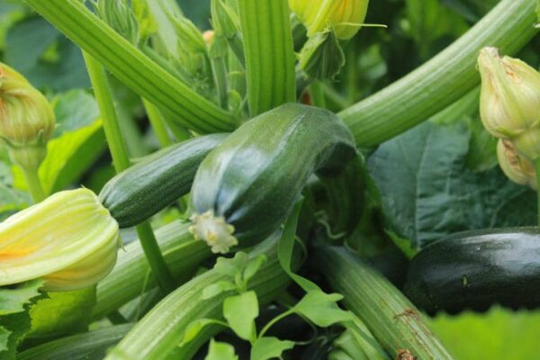 semenxes de courgettes vertes de milan