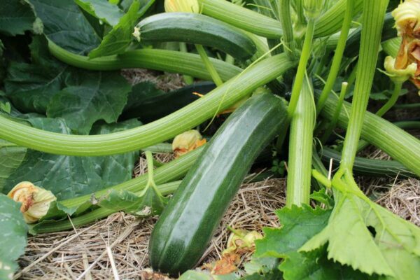 graines de courgette verte de milan bio