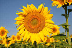 Tournesol jaune bio - L'atelier des bons plants