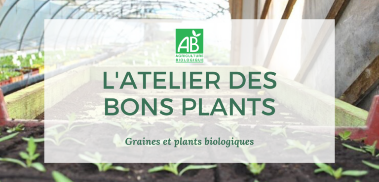 graines et plants bio en bretagne - l'atelier des bons plants