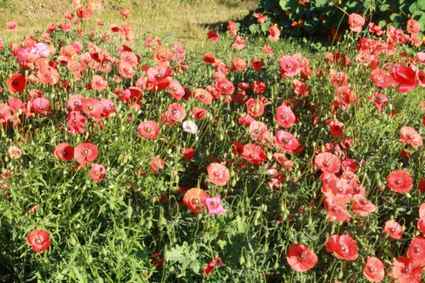 champ de coquelicot rouge bio