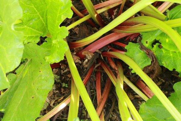 plants et graines de rhubarbe rouge bio